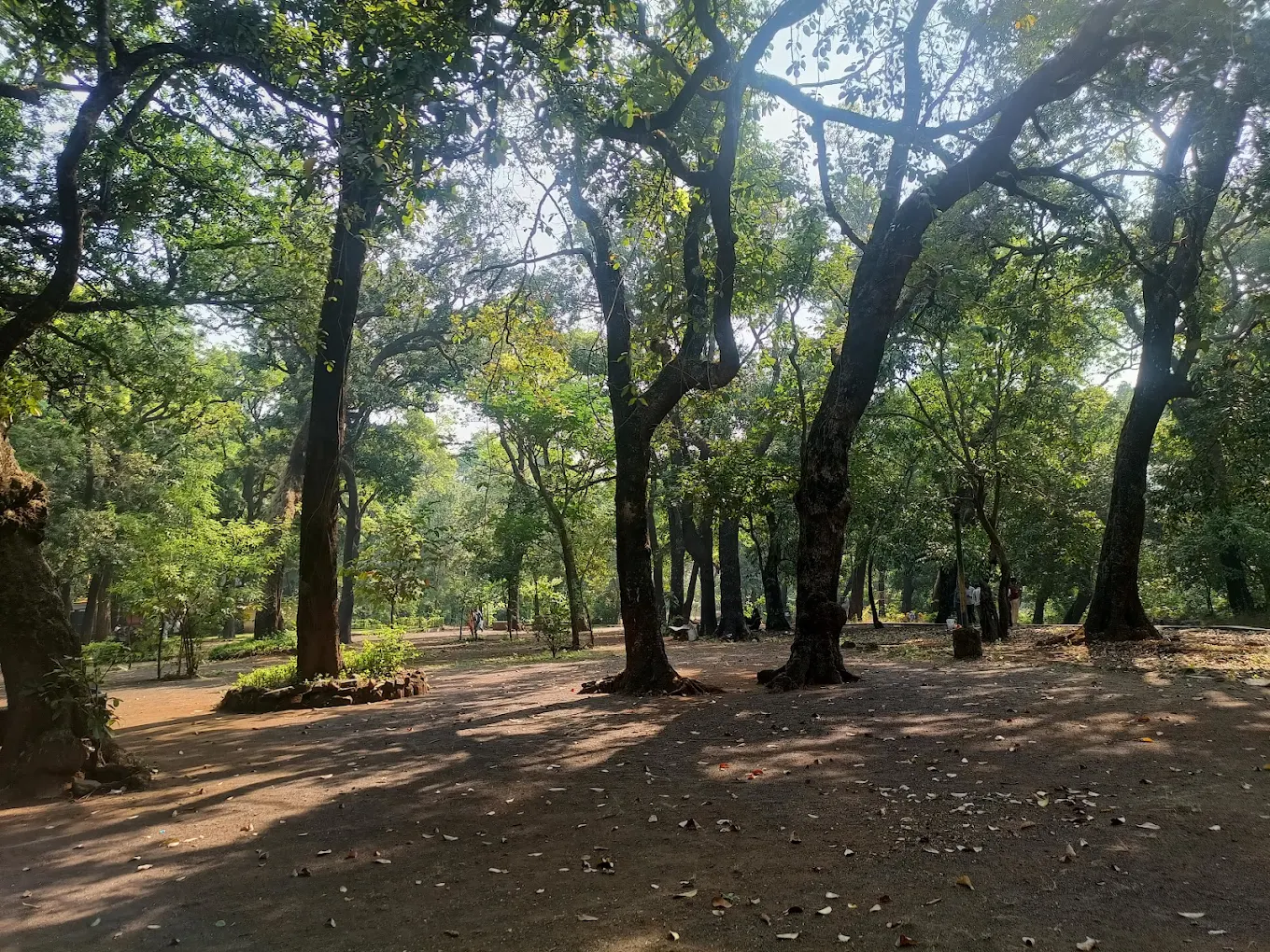 Tall trees and walking paths at Ryewood Park near Lonavala